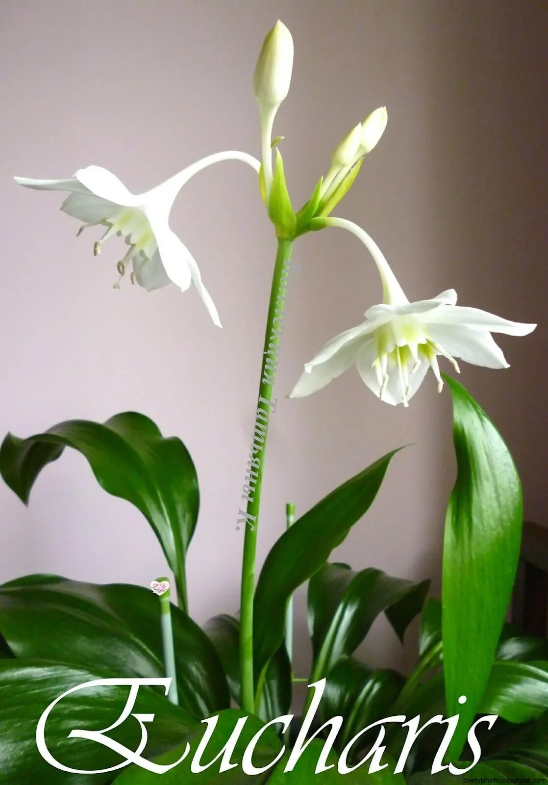 Белый цветок домашний название. Эухарис Амазонская Лилия. Спатифиллум эухарис. Лилия (Амазонская Лилия эухарис). Эухарис grandiflora.