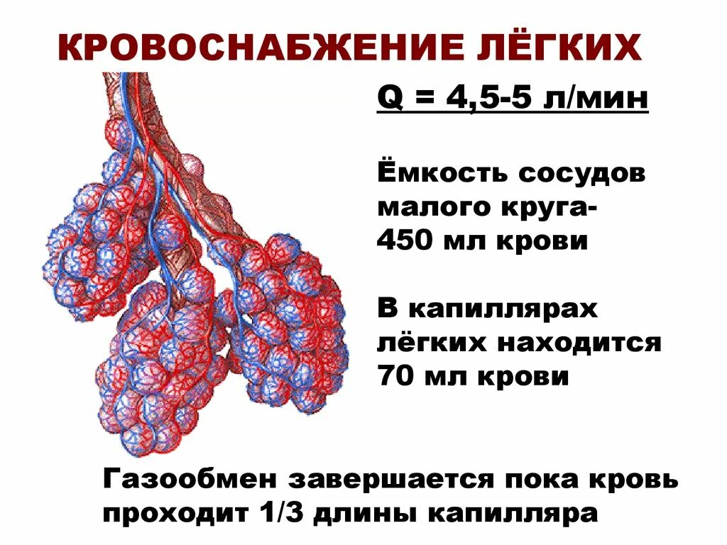 Легочное кровообращение характеристика. Кровоснабжение легких. Кровоснабжение легких схема. Кровоснобжение лёгких. Регуляция кровообращения легких.