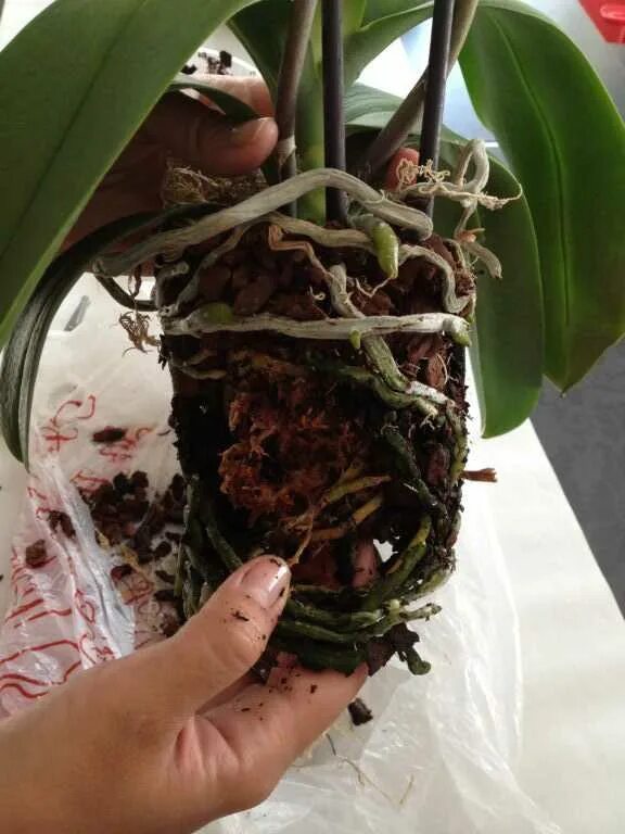 Пересадка орхидеи фаленопсис. Орхидея фаленопсис перевалка. Пересаживаем орхидею фаленопсис. Пересадка орхидеи Falenopsis. Орхидея грунт для пересадки