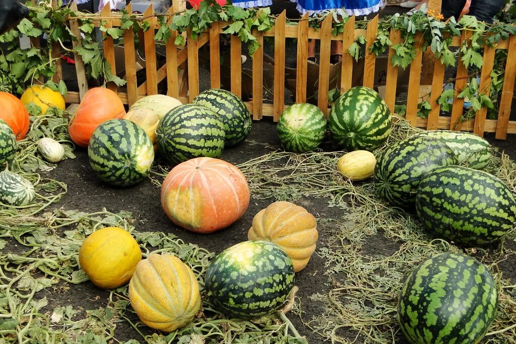бахча арбузов. бахча тамань. арбузная бахча астрахань. площади под бахчевыми. арбузы и дыни на бахче.