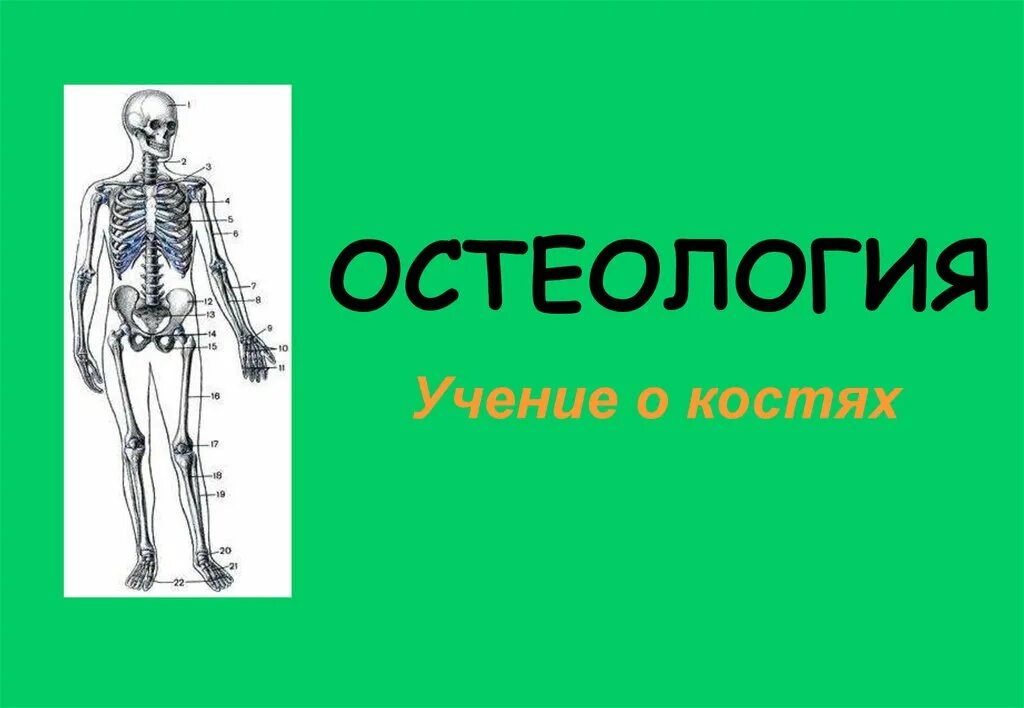 Остеолог врач. Остеология. остеология человека. остеология анатомия человека. учение о костях остеология.