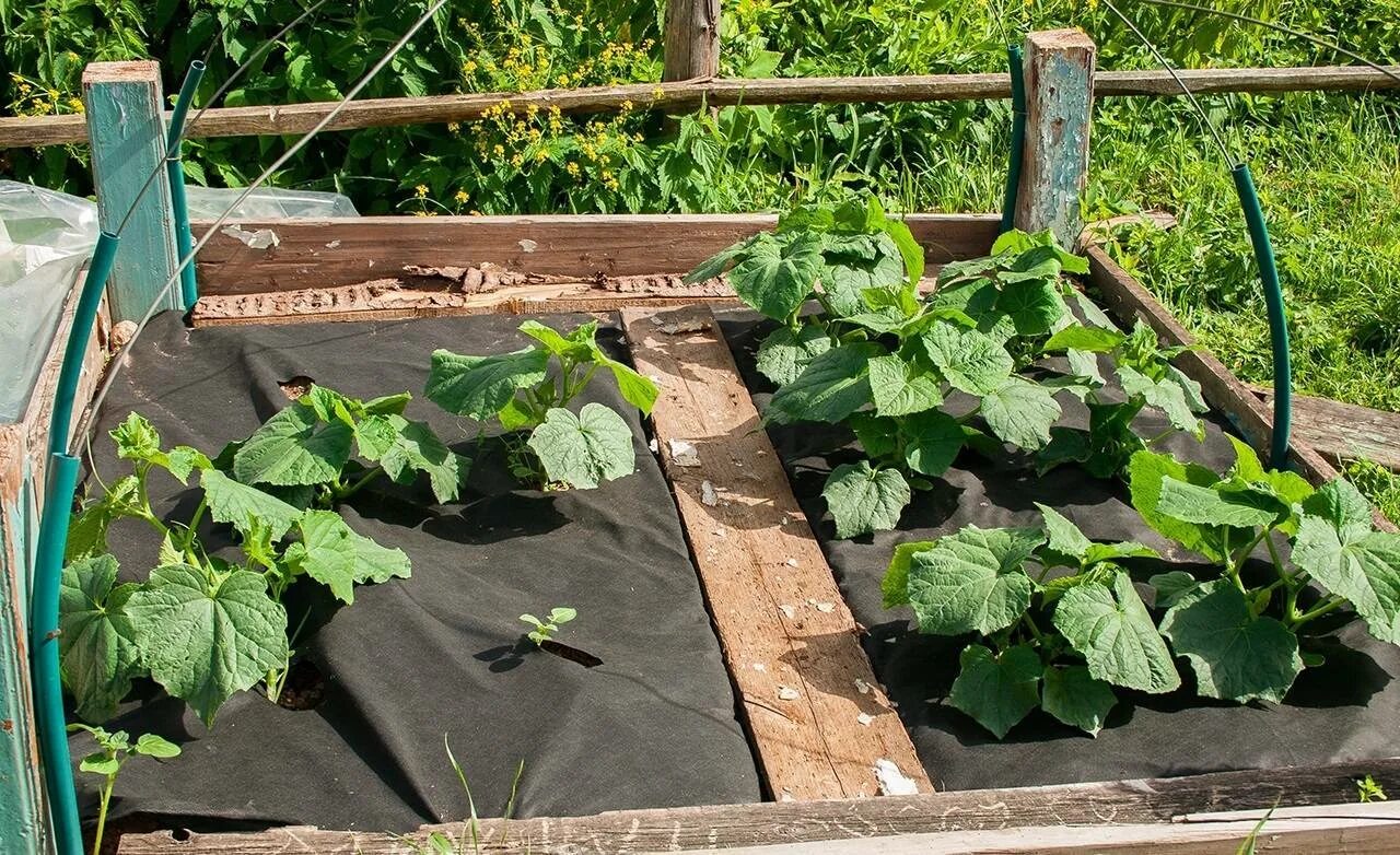 открытую грядку. грядки с огурцами в открытом грунте. огуречная грядка высокая. декоративные грядки. умные грядки лядова.