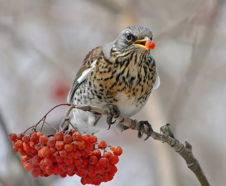 дрозд рябчик. дрозд рябинник ареал. рябинник дрозд-рябинник. щегол рябинник. рябинник зимой.