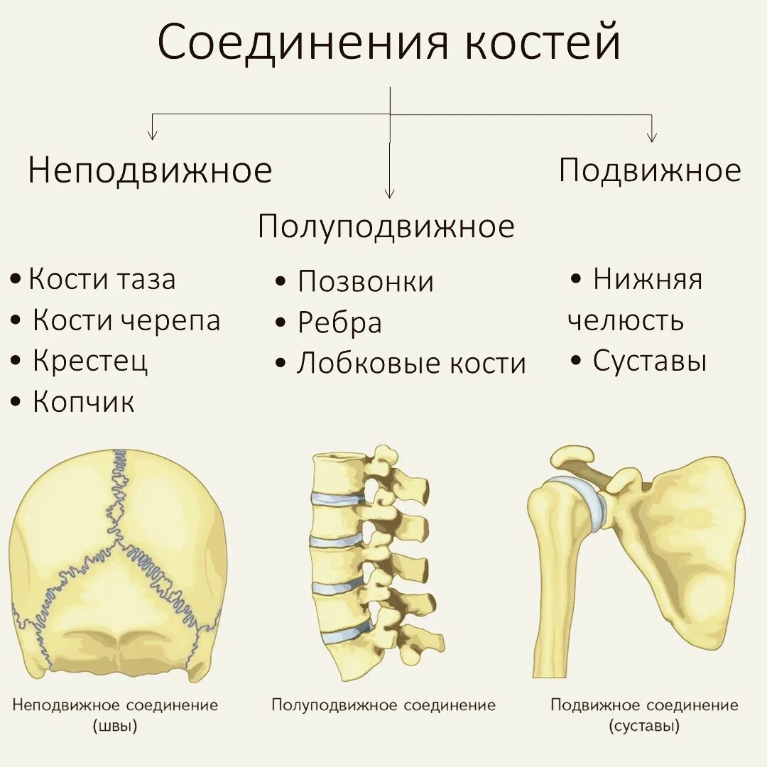 Подвижное полуподвижное и неподвижное соединение костей. Неподвижные полуподвижные и подвижные соединения костей. Полуподвижное соединение костей. Неподвижное соединение костей.