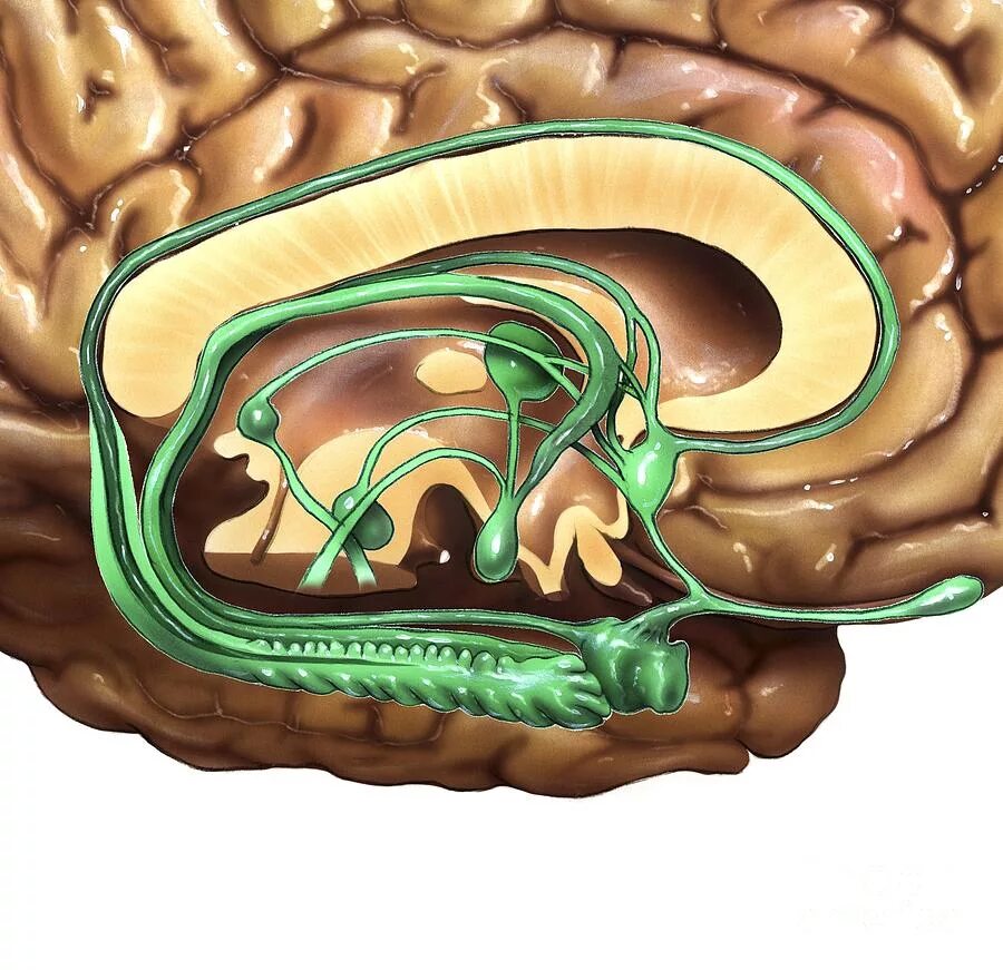 Повреждение гиппокампа. Hippocampus анатомия. Аммонов Рог. Гиппокампальные структуры мозга. Анатомия гиппокампа человека.