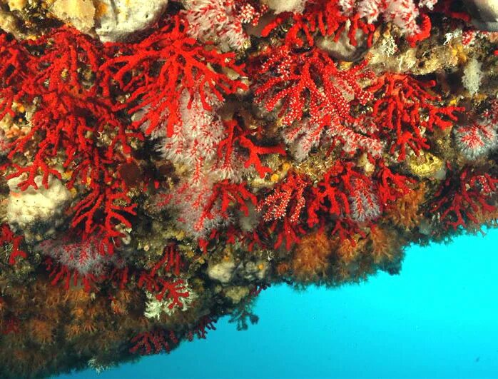 Red coral. Красный коралл красный Корал. Corallium rubrum (Кораллиум рубрум) коралл красный. Саркофитон коралл. Коралл циатофиллум.