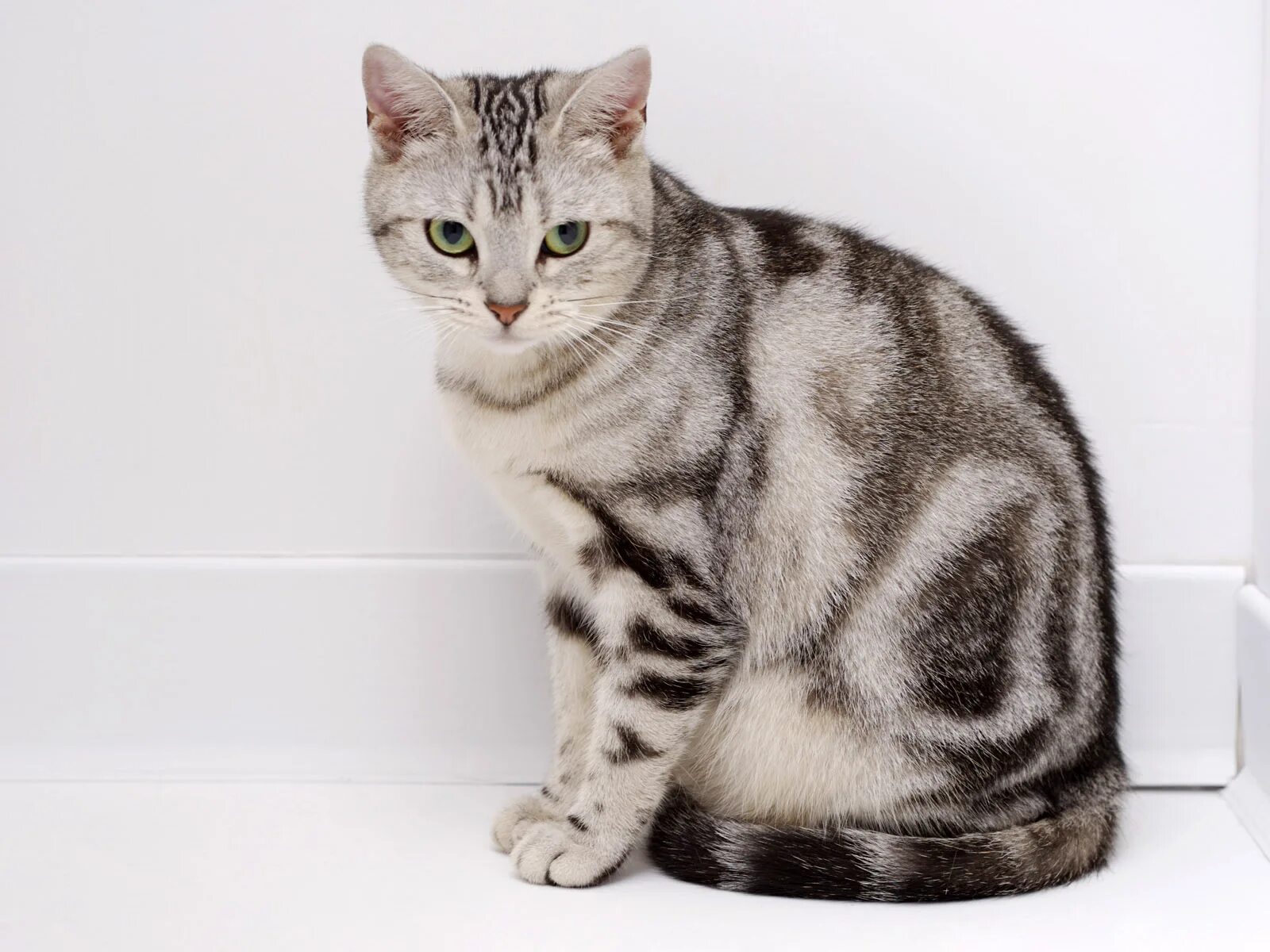 Photo By Ashley Bayles Unsplash #cuteanimals Cat room, Cute animals, Cats