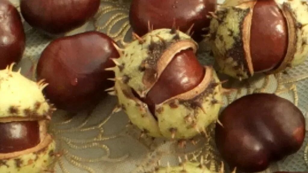 Как приготовить конский каштан. Конский каштан камелия. Как приготовить конский каштан. Спиртовая настойка конского каштана. Препараты плодов конского каштана.