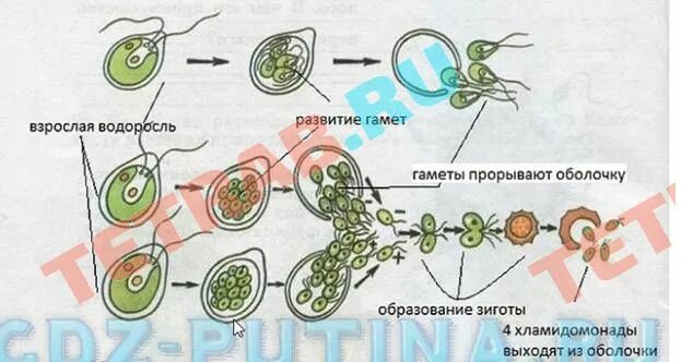 Размножение тест 7 класс. Половое размножение хламидомонады схема. Размножение хламидомонады 6 класс биология. Размножение хламидомонады таблица. Размножение хламидомонады схема 6 класс рабочая тетрадь.