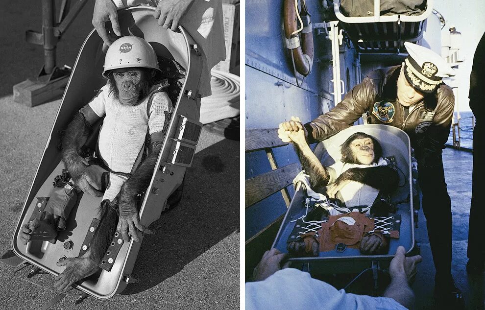 Обезьяны первыми полетели в космос. Хэм первый шимпанзе-астронавт. Хэм обезьяна космонавт. 31 Января 1961: шимпанзе Хэм.