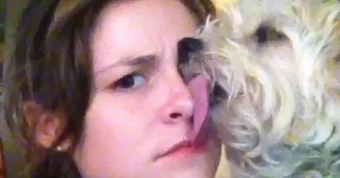 Dog webcams
