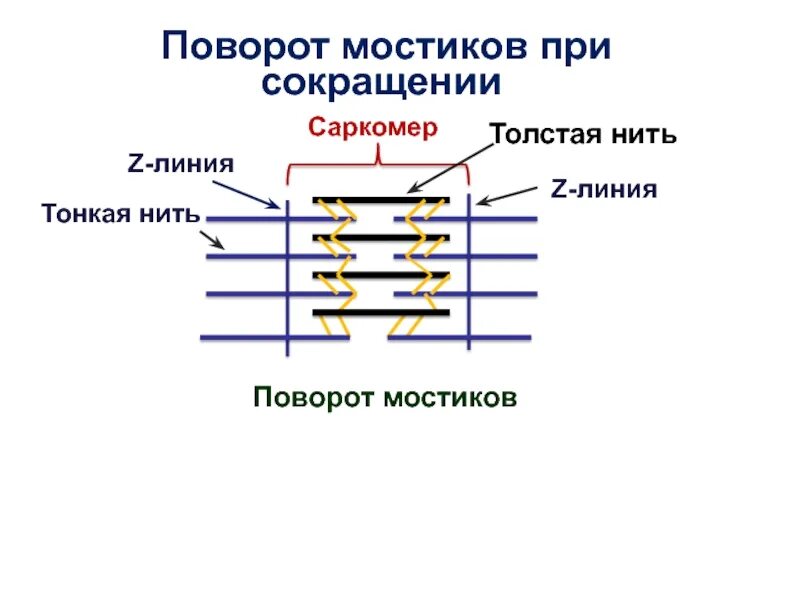 Сокращение саркомера. Саркомер при сокращении и расслаблении. Саркомер в двух состояниях – растяжения и сокращения схема. Продольный срез саркомера в фазе сокращения. Саркомер в расслабленном и сокращенном состоянии.