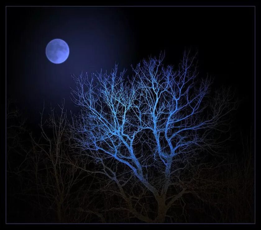 В круг дерева ночи. Дерево ночью. Дерево в лунном свете. Луна сквозь деревья. Ветка дерева ночью.