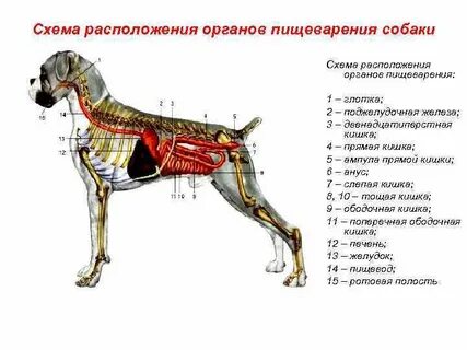 Органы собаки