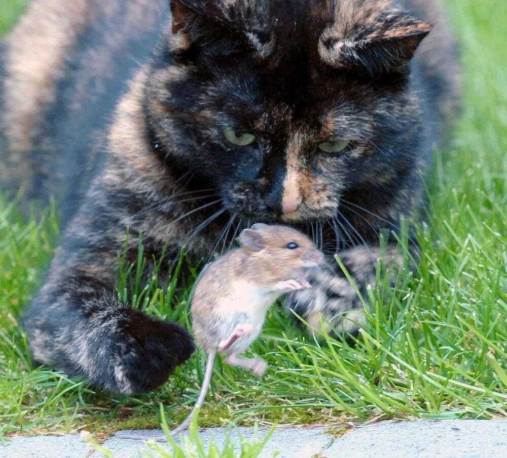 Кот и мыши. Кошки-мышки. Кошка с мышью. Кошка мошка. Кошечку мышку
