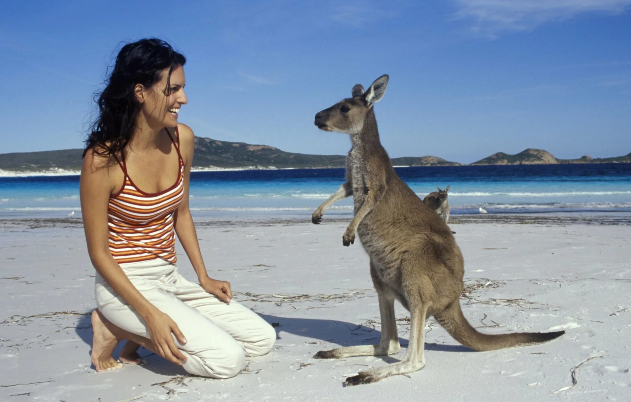 В австралии живет около. Остров кенгуру (Kangaroo Island). Кенгуру в Австралии. Сидней кенгуру.