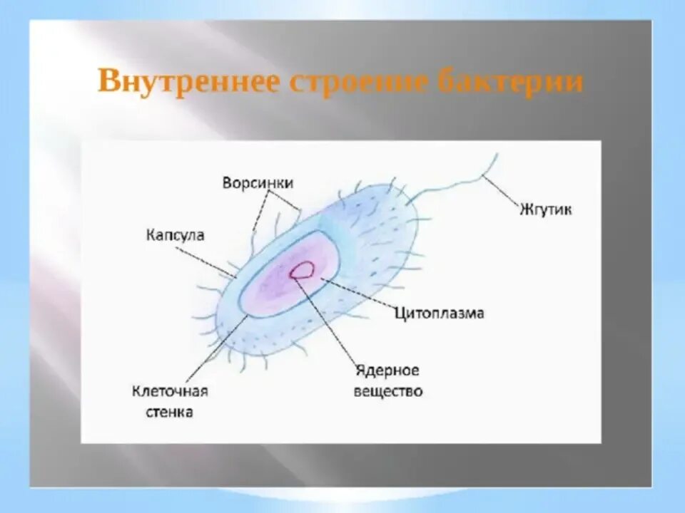 Строение бактерии рисунок. Строение бактериальной клетки 6 класс биология. Строение бактериальной клетки 5 класс биология. Строение бактериальной клетки 5. Строение клетки бактерии 7 класс