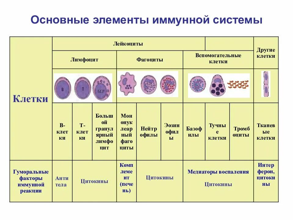 Функции вспомогательных клеток. Клетки иммунной системы организма человека. иммунная система клетки иммунной системы. классификация иммунных клеток. клетки крови элементы иммунной системы.