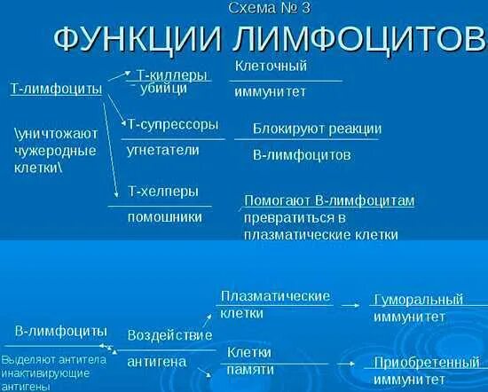 Основная функция т лимфоцитов. Т-лимфоциты основные типы и функции. Перечислите три основные типа лимфоцитов. Функции т-лимфоцитов и в-лимфоцитов таблица. Характеристика в лимфоцитов