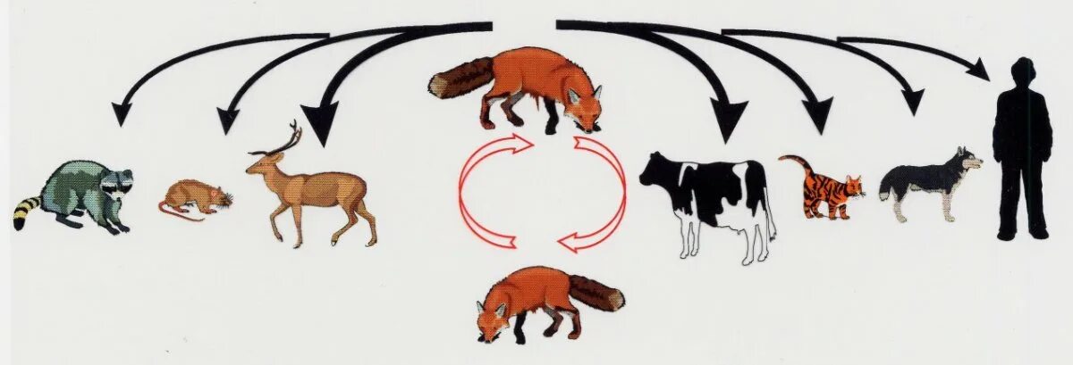 Сальмонеллез этиология патогенез. Этиология и патогенез лейкозов. Этиология лейкозов вирусная. Патогенез бешенства у животных. Паратиф а этиология.