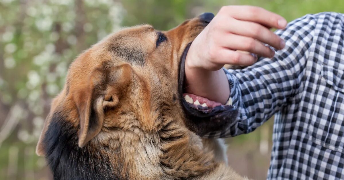 Animal bite