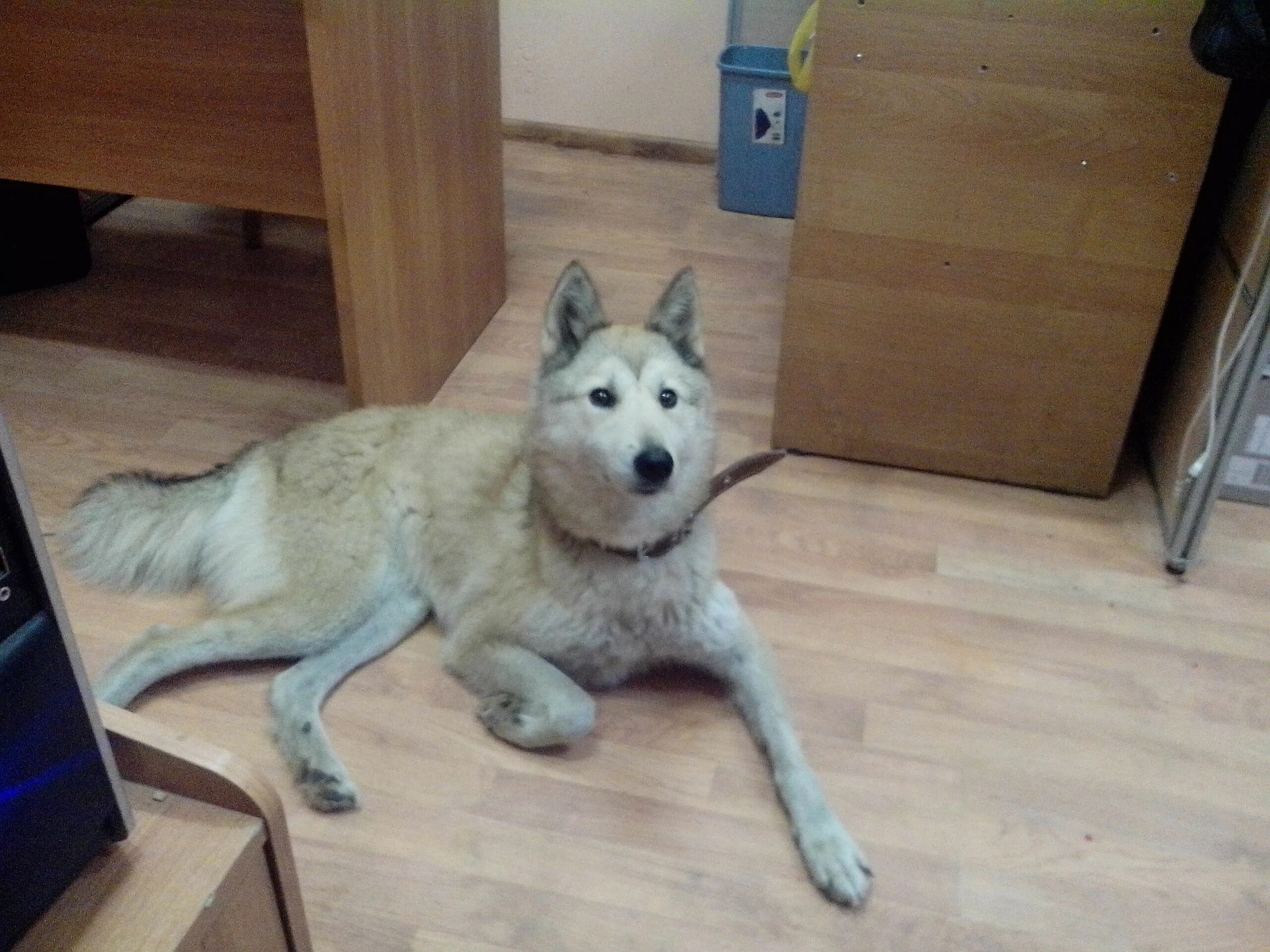 помощь лайкам