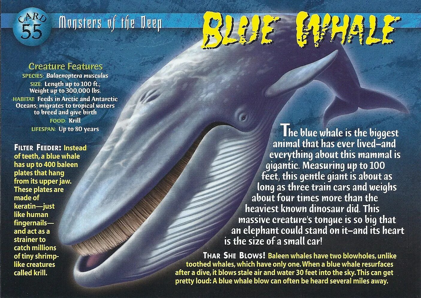 Whales are than dolphins. About whales. зубатые киты. deep monster.