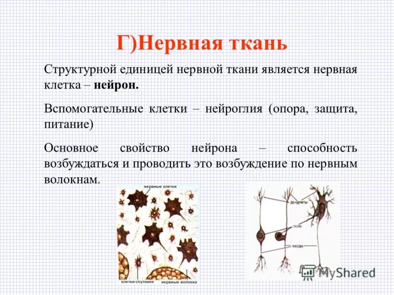 Вспомогательные нервные клетки