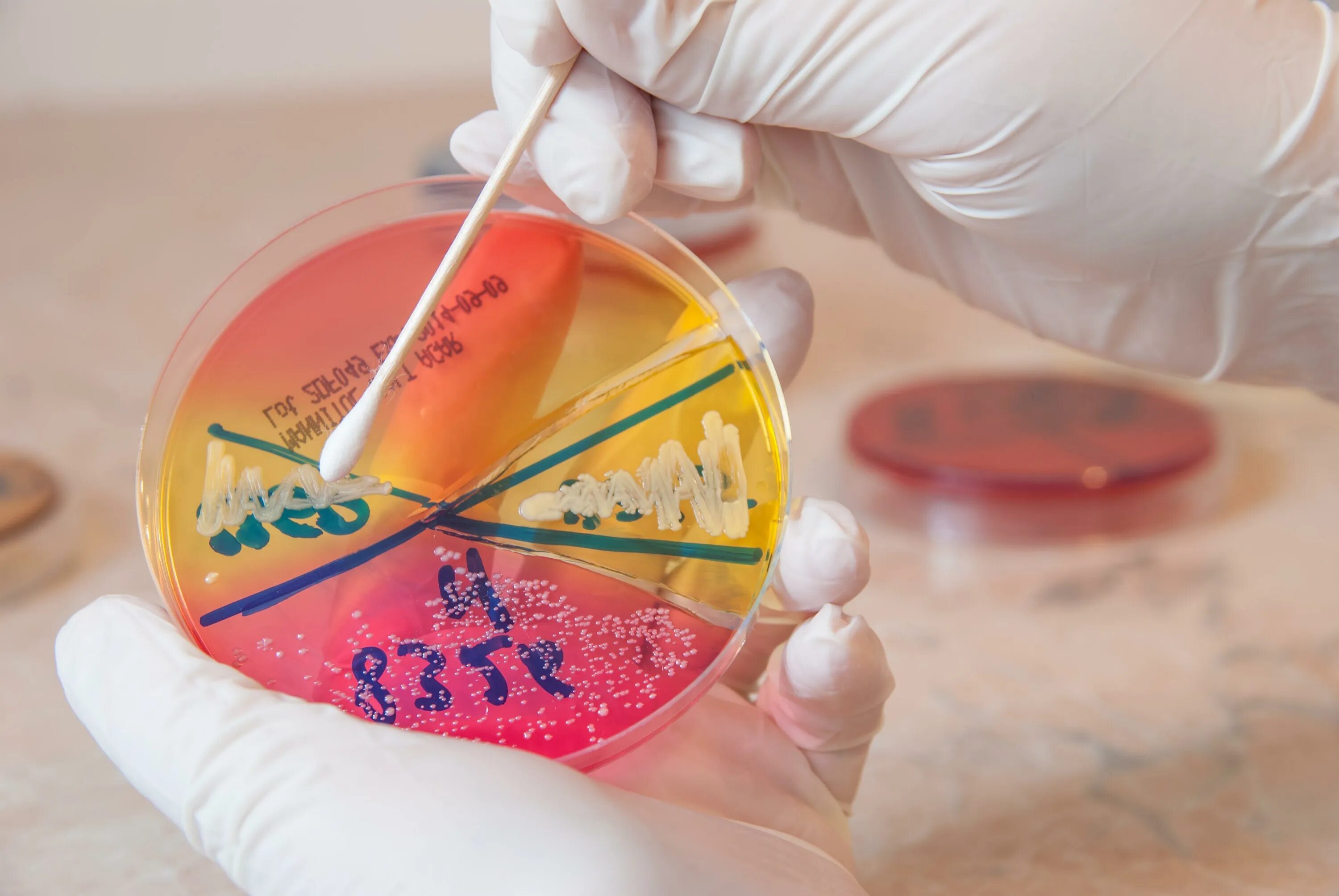 Staphylococcus антибиотики