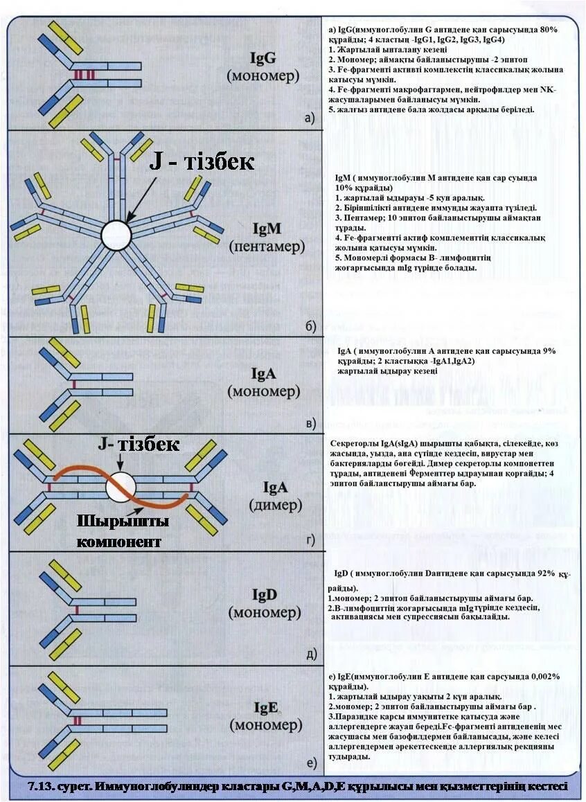 Иммуноглобулин g igg. Связывание иммуноглобулина с антигеном. Маркер иммуноглобулин. IGG строение мономера. Иммуноглобулин а мономер и димер.