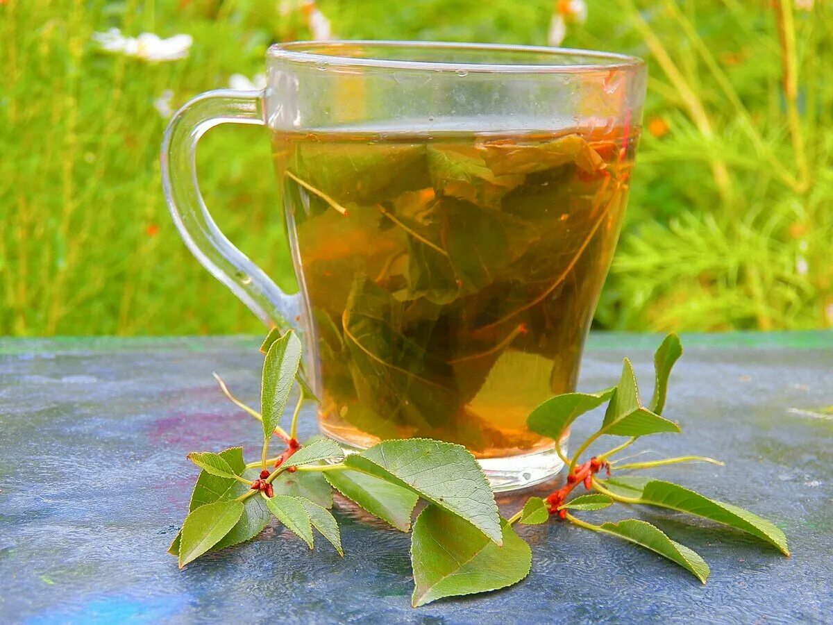 Растения для заварки. Травяной чай. Травяной отвар. Чай с травами. Витаминный чай из трав.