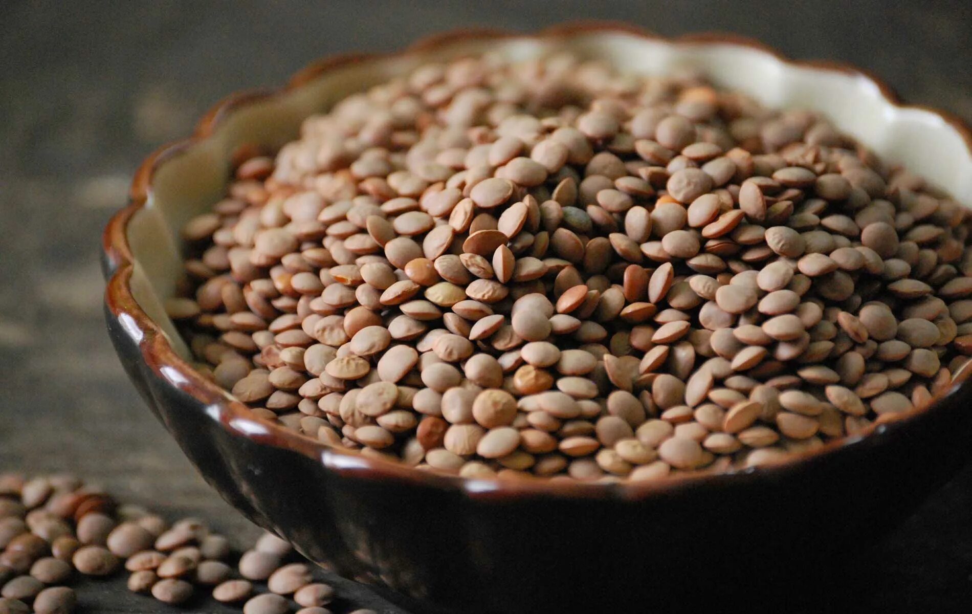 Lentil