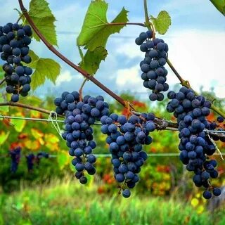 Северные сорта винограда