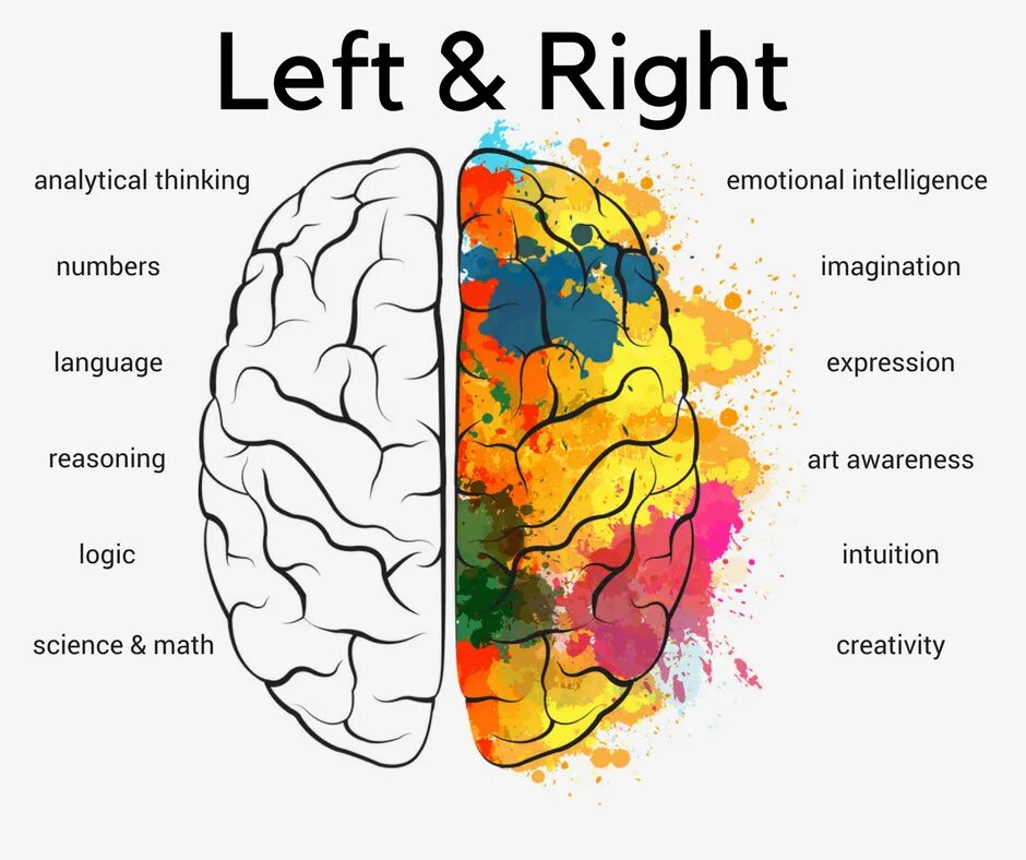 1 brain for 2. Левое и правое полушарие. Левое и правое полушарие изображение. Головной мозг левое и правое полушарие. Рисунки правое полушарие мозга.