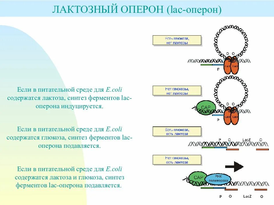 Белки ферменты синтезируются в. Регуляция синтеза ферментов у бактерий. Регуляция метаболизма бактерий. Регуляция метаболизма у микроорганизмов. Регуляция метаболизма бактерий на уровне синтеза ферментов.