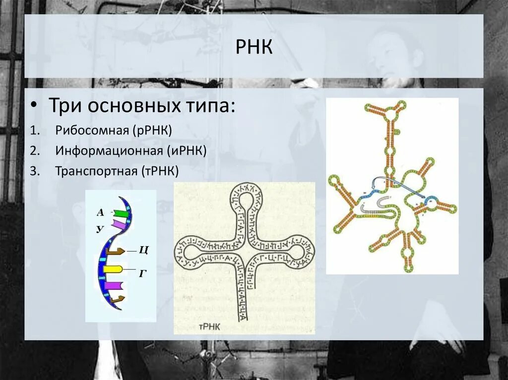 виды рнк рисунок. строение рибосомной рнк схема. схема строения рнк. структура ирнк трнк ррнк. строение ирнк трнк ррнк.