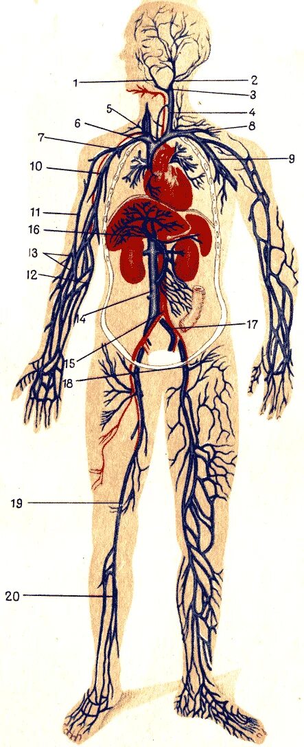 Венозная система человека анатомия. Строение венозной системы. Венозная система туловища. Самая большая вена у человека где находится