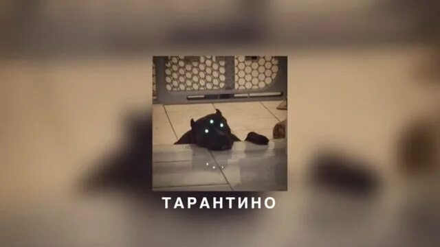 Песня тарантино я живу психушке. ЯМАУГЛИ Тарантино. Тарантино Slowed. Я Маугли Тарантино.