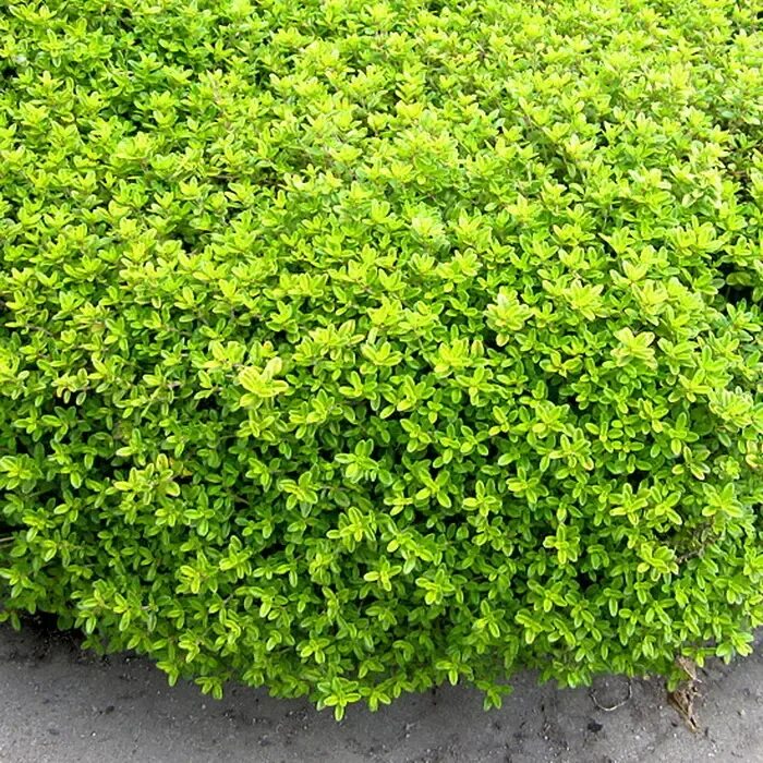 Тимьян лимонный "вариегата". Чабрец лимоннопахнущий. Тимьян лимоннопахнущий (thymus citriodorus `lemon`). Тимьян лимоннопахнущий 'silver queen'. Тимьян лимоннопахнущий (thymus citriodorus `lemon`).