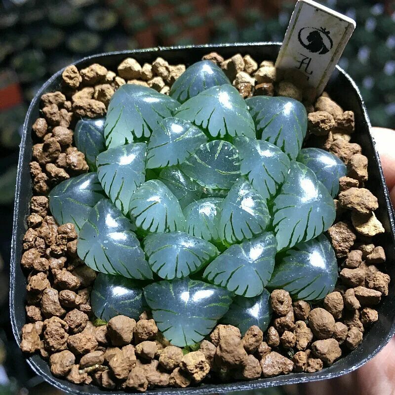 Haworthia cymbiformis. Хавортия мурасаки. Хавортия обтуза. Хавортия пигмейская. Haworthia obtusa.