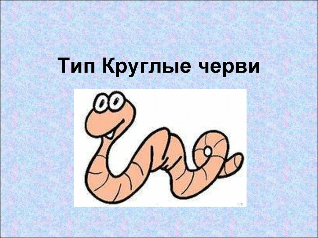 Тему тип. Типы круглых червей. биология тип круглые черви. тип круглые черви презентация.