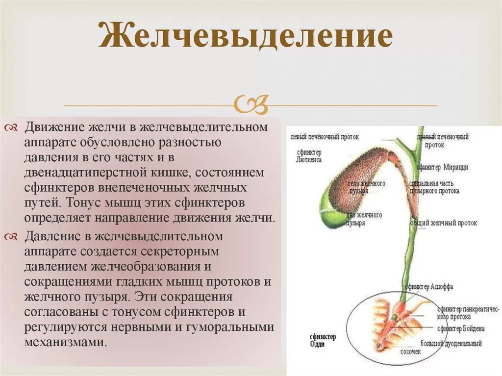 Для желчного пузыря характерно