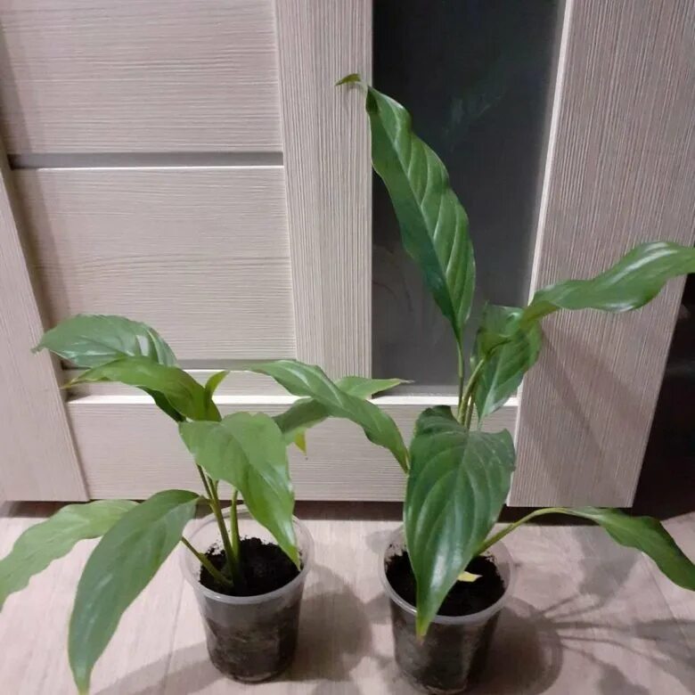 спатифиллум росток. спатифиллум детки. спатифиллум gemini. спатифиллум сенсация детка. спатифиллум белая сенсация детки.