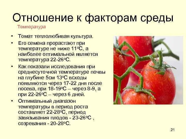 Можно ли помидоры при температуре