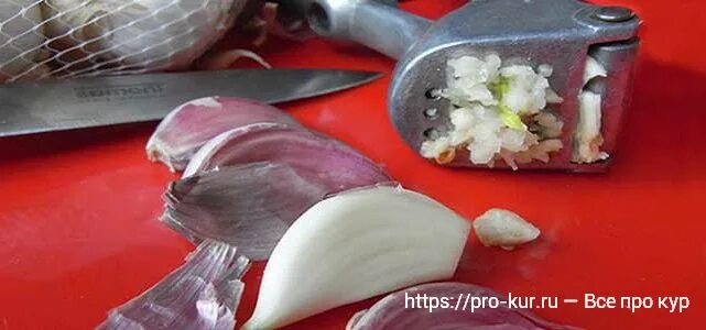 Можно ли давать курам репчатый лук. Чеснок для кур несушек. лук и чеснок курам. лук для кур несушек репчатый. курица 33 чеснока.