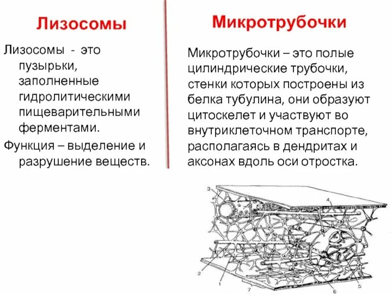 Строение цитоскелета эритроцитов. Организует цитоскелет образовано белком тубулином. Белок микротрубочек тубулин. Организует цитоскелет образовано белком тубулином. Микротрубочки тубулин.