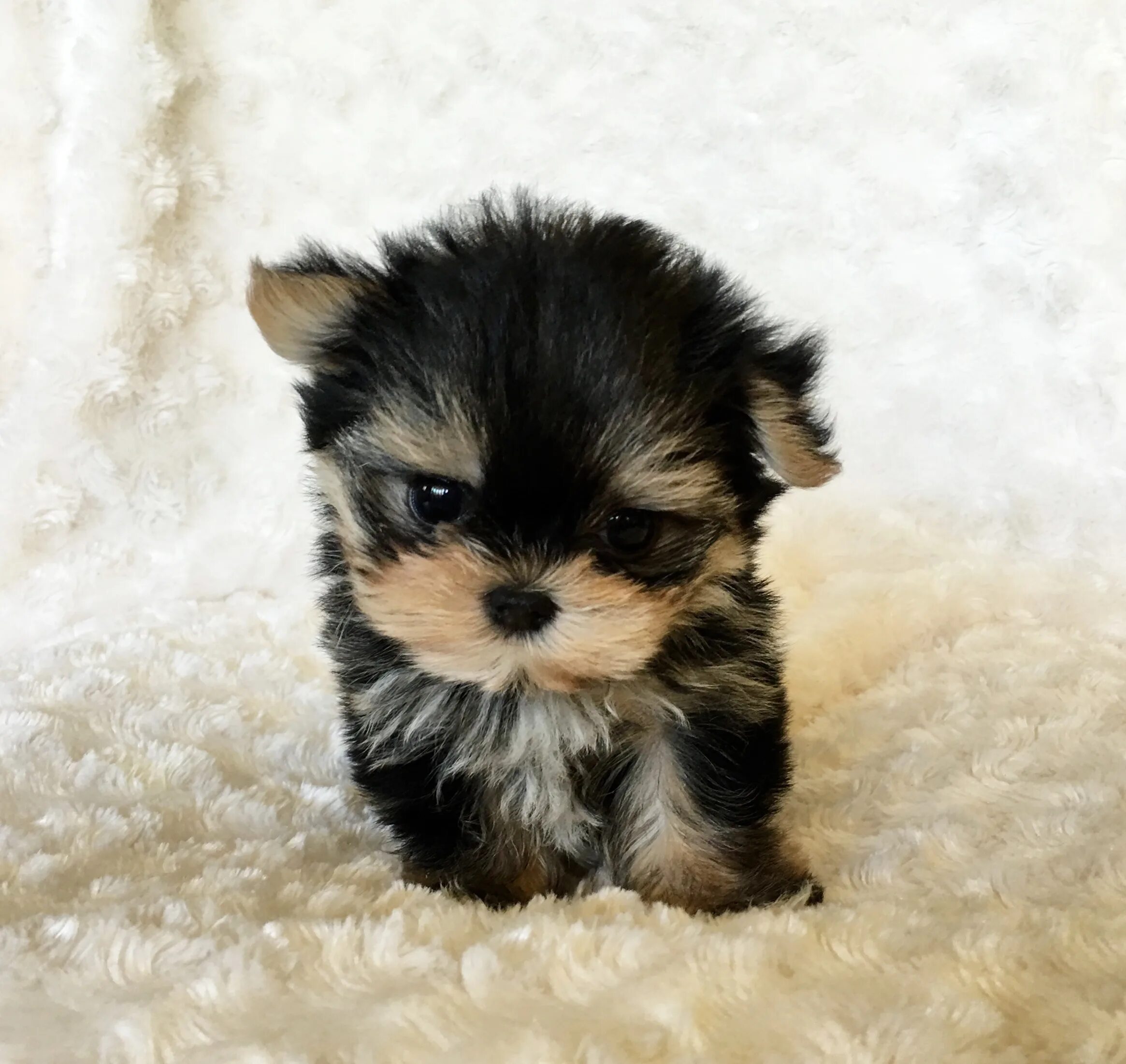 супер мини той терьер. померанский шпиц пуппи. померанский йорик. карманная собачка порода. карликовый чихуахуа.