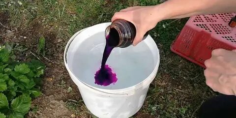 Подкормка йодом и марганцовкой