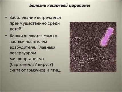 Возбудитель реакции