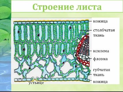 Строение основной ткани листа